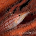 hawkfish_longnose_res_kb_h_0341_png1012.jpg
